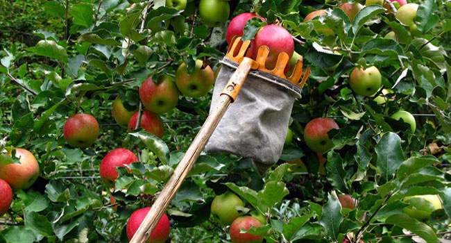 la raccolta delle mele